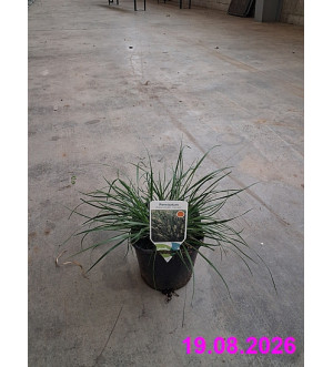 Pennisetum alop. 'Hameln' C 2 L
